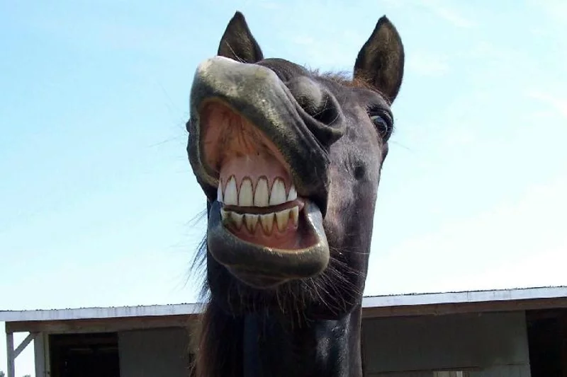 Калі конь «усміхаецца», ён мае на ўвазе зусім не тое, што думае чалавек. Фота: infobarrel.com