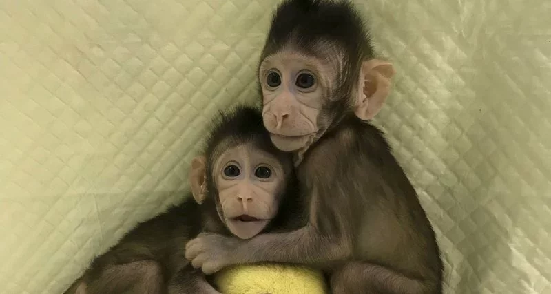 Клонированные обезьянки Чжон Чжон и Хуа Хуа