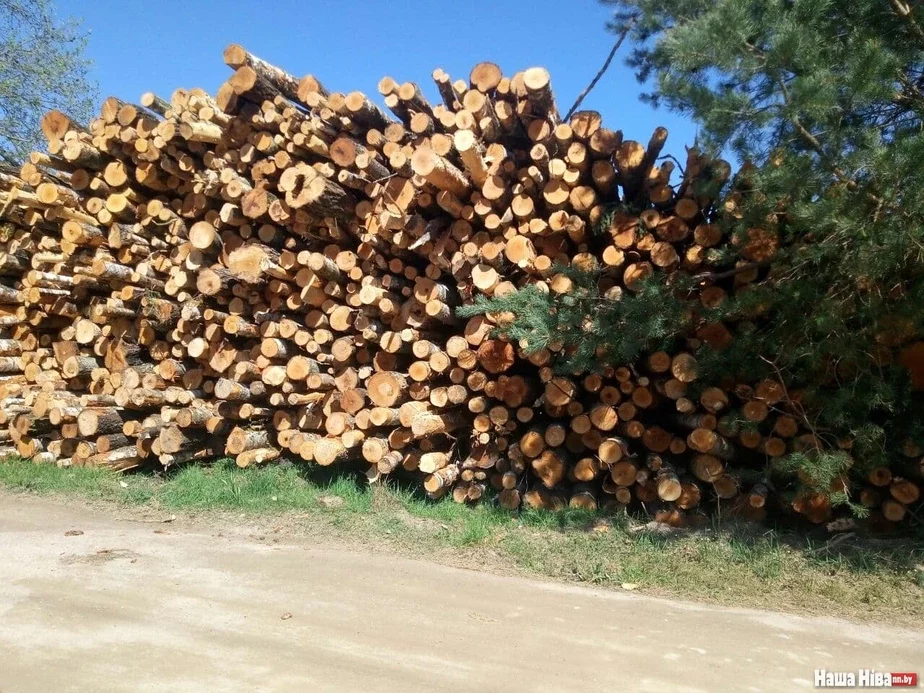 Драўніна древесина wood