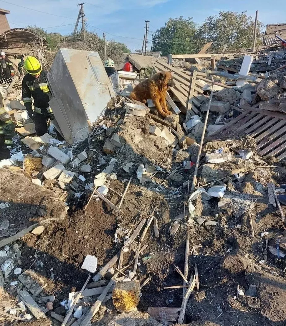 Собака Крым ждет на руинах дома в украинском городе Днепр, под которыми лежат его убитые хозяева. Фото Государственной службы чрезвычайных ситуаций Украины