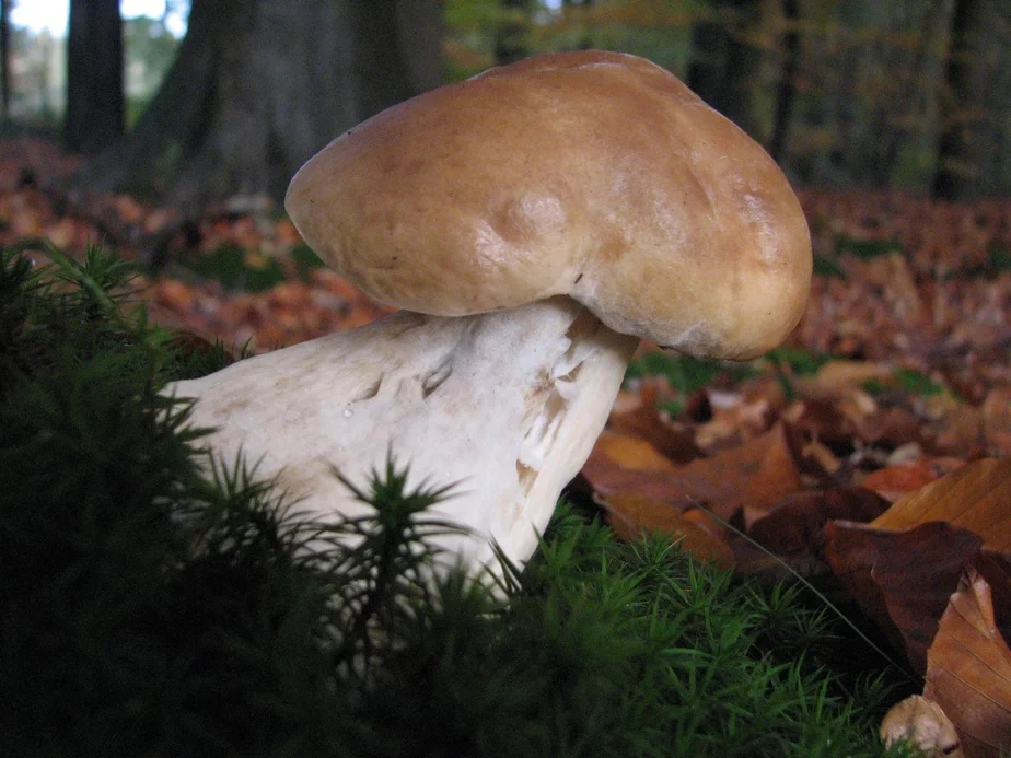 Молодой белый гриб. Фото: Wikimedia Commons