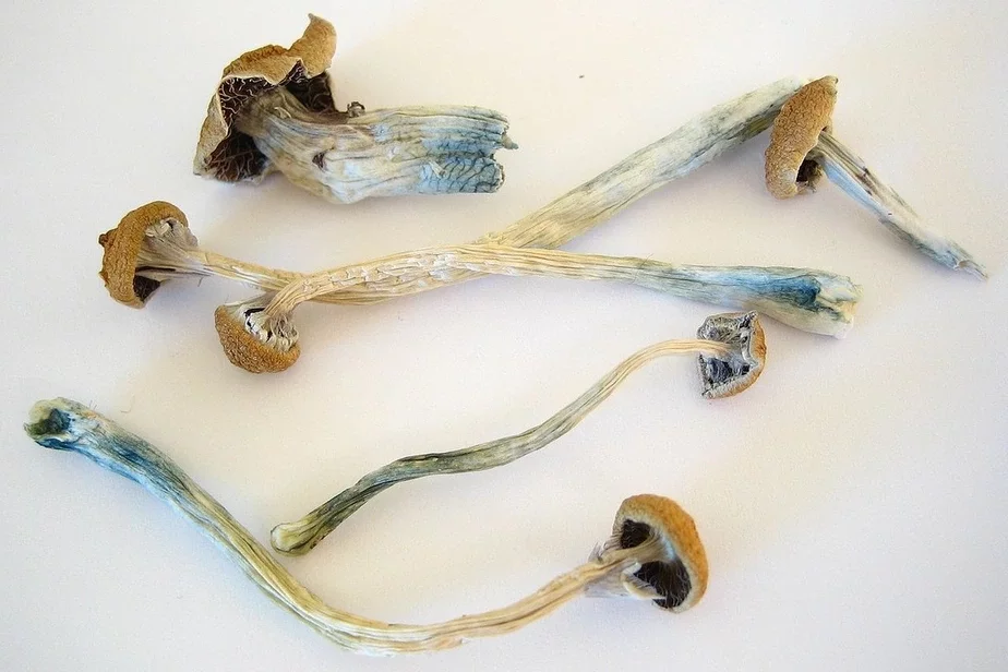 Psilocybe cubensis mushrooms, known for their hallucinogenic effects; Грибы Psilocybe cubensis, известные своими галлюциногенными эффектами; грыбы Psilocybe cubensis, вядомыя сваімі галюцынагеннымі эфектамі