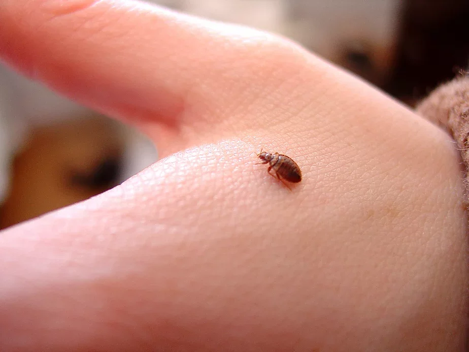 Фота: British Pest Control Association / Flickr.com